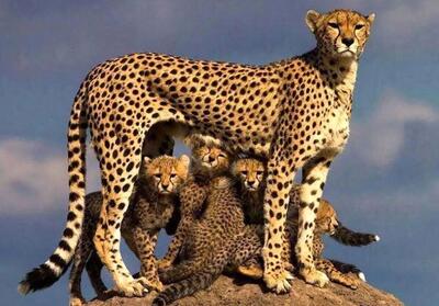 مشاهده ۶ یوزپلنگ آسیایی در پناهگاه حیات‌وحش میاندشت (فیلم)