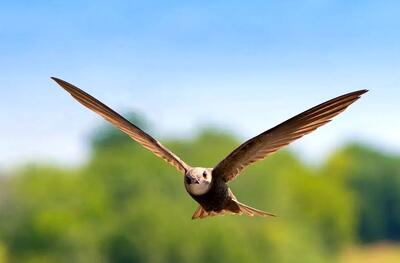 پرنده‌ای که می‌تواند «10 ماه» بدون توقف پرواز کند