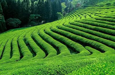 رشد چشمگیر صادرات چای ایران/ بازار داخلی و خارجی تقویت شد