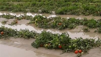  هشدار به کشاورزان هرمزگانی درباره سیلاب و سرمازدگی