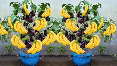  ایده ای جالب برای عاشقان باغبانی: بادمجان + موز = سورپرایز!