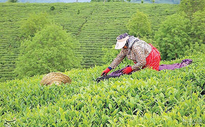 رشد 48 درصدی صادرات چای ایرانی