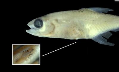  کشف یک ماهی مینیاتوری عجیب در قلب آمازون