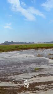 چرای شترها زیر باران و در طبیعت سرسبز مکه