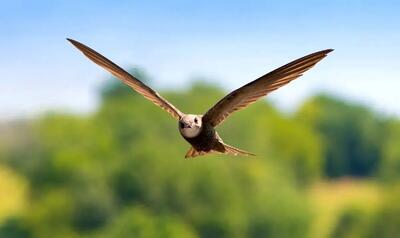 پرنده‌ای که ۱۰ ماه بدون توقف پرواز می‌کند | عکس