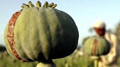 ایران پیشنهاد خرید تریاک از افغانستان را داده است