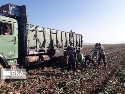  توصیه‌های اضطراری به کشاورزان آذربایجان‌غربی؛ سرما و برف در راه است