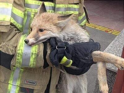 جلسه محیط زیست و آتش‌نشانی درباره حضور جانوران وحشی در مناطق شهری