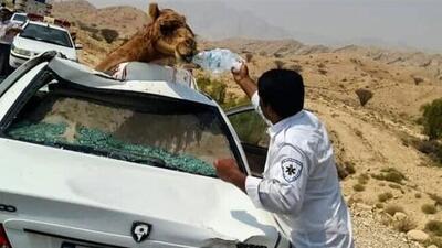  برخورد دو خودروی سواری با ۶ شتر در محور زاهدان- زابل
