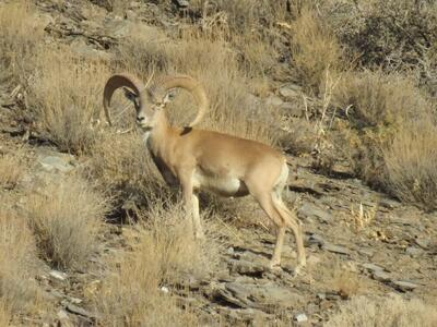  خشکسالی و کمبود منابع آبی پایدار؛ معضلی برای حیات‌وحش