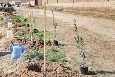  پویش عظیم درختکاری در سواحل مازندران