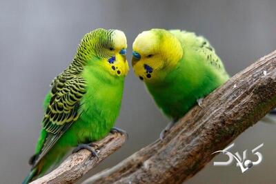 پرنده‌ها چگونه با هم دوست می‌شوند؟ - مجله اینترنتی کولاک