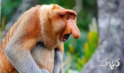 راز بینی زشت‌ترین حیوان جهان چیست؟ | عکس - مجله اینترنتی کولاک