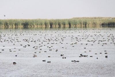  سلیمان پور: مرحله دوم آبگیری تالاب کانی‌ برازان آغاز شد