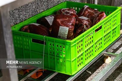 عرضه گوشت قرمز در کشتارگاه‌های رسمی به بیش از ۴۳ تن رسید