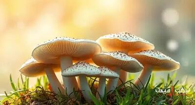قارچ خوراکی داروی سرطان یا خطر مرگ؟ | قیمت قارچ امروز پنجشنبه 20 آذر 1404 + جدول قیمت