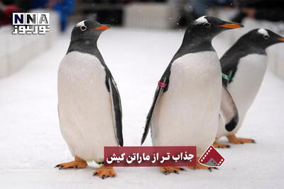 نورنما | جذاب‌تر از مارتن کیش