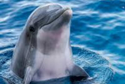 دوستی دلفین‌ها به نفع آنهاست