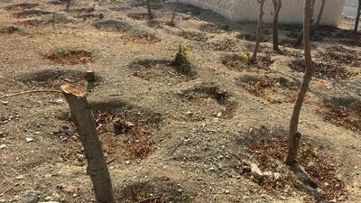 قطع گسترده درختان در شهرک غرب؛ پارک هرمزگان از «فضای سبز» به زمین خالی تبدیل شد