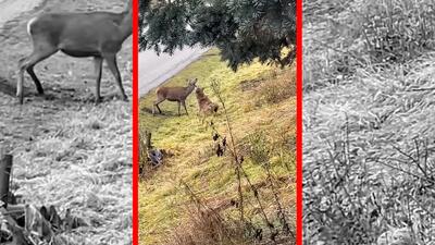  فیلم شکار گوزن توسط گرگ با دیدن خودرو ناتمام ماند