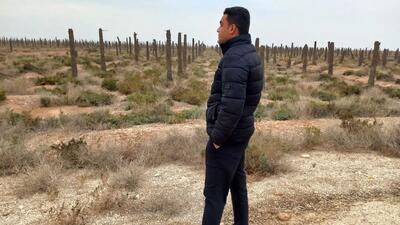 آبادان و خرمشهر به گورستان نخل ها تبدیل شد/ مرگ 4 میلیون نخل و قتلی که ادامه دارد/ سدها ناکارآمد، بهمن‌شیر در بحران + صوت