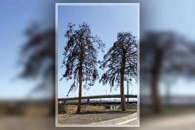 درخت‌ها همیشه می‌خواهند بگویند: هستیم!