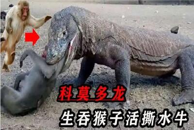 مستند حیات وحش؛ کومودو بی صفت زهرشو وارد بدن بوفالو میکنه از پا دربیاد تناول کنه