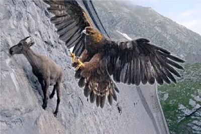 جذابیت حیات وحش؛ عقاب میخوره وسط بازی بز با جاذبه کیفشو ببره