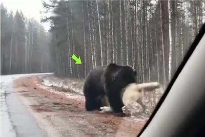 مستند حیات وحش؛ خرس کانگال سفید دست‌کم گرفت