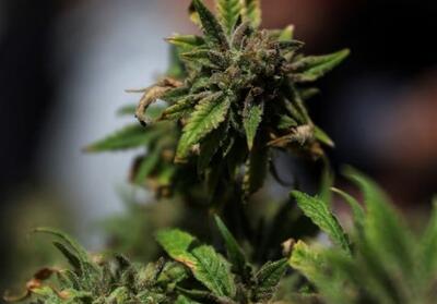 ترامپ محدودیت‌های فدرال درباره ماریجوانا را کاهش می‌دهد - تسنیم