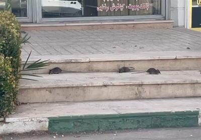 رژه جانوران موذی روی اعصاب مردم پرند، وقتی «موش‌گیری» در اولویت مدیریت شهری نیست - تسنیم