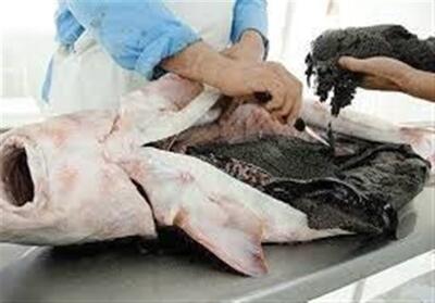 چه بلایی بر سر خاویار ایران آمد؟/ فروش 1.2 میلیونی اوزون برون در بازار سیاه! - تسنیم