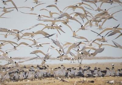 مهمانان زمستانه ایران از راه رسیدند/ کوچ هزاران بال از سیبری/ گذران زمستان ‌در تالابهای شمال - تسنیم