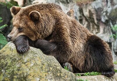 آخرین ضیافت خرس‌ها در جنگل‌های هیرکانی/ چرا خرس‌ها این روزها بیشتر دیده می‌شوند؟ - تسنیم