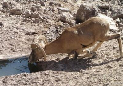 افزایش تعامل دام اهلی و حیات‌ وحش خطر انتقال بیماری‌ها را بیشتر می‌کند - تسنیم