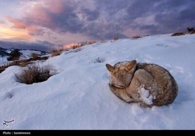 فراخوان محیط زیست کهگیلویه و بویراحمد برای میزبانی از حیات وحش در پی بارش سنگین برف - تسنیم