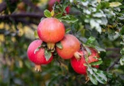 آخرین روزهای پاییزی در شمال ‌ایران با طعم انار/ روایت زندگی در انارستان‌های مازندران - تسنیم