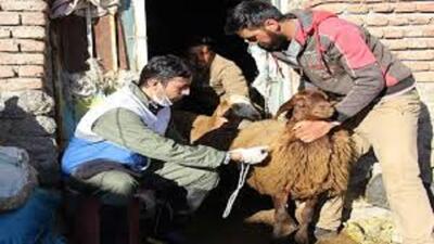  اردبیل از استان‌های موفق و برتر در کنترل بیماری تب برفکی است