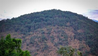 جنگل‌های هیر‌کانی در محاصره پیچک‌های مهاجم/ آیا فاجعه شمشادها دوباره تکرار می‌شود؟