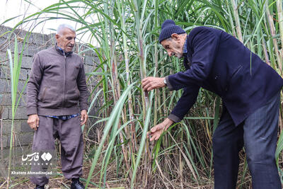  شکرستان گیلان
