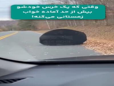  وقتی یک خرس بیش از حد خودش را برای خواب زمستانی آماده می کند!