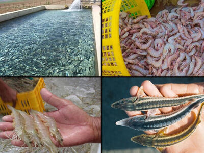 گلستان ؛ از صید سنتی تا قطب آبزی پرور