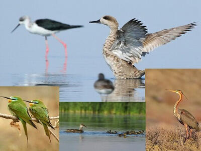 تالاب بین‌المللی «حسنلو» و رازهای هزار ساله