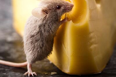 تصاویر چندش‌آور از پرسه یک موش میان سینی‌های قنادی