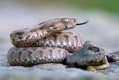 مارهای ترسناکی که مثل گرگ‌ شکار می‌کنند