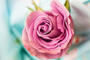  نگاه روز |چرا دختر خانم ها رنگ صورتی دوست دارند؟!