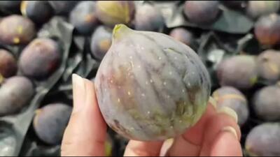  از چه روشی برای درشت کردن میوه ها میتوانیم استفاده کنیم؟