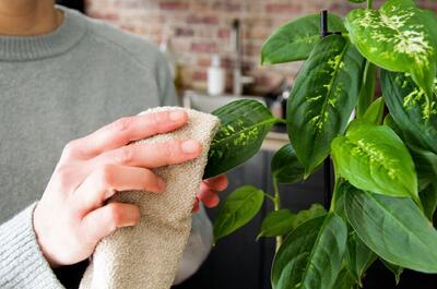  چرا تمیز کردن برگ گیاهان آپارتمانی حیاتی است؟