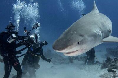 ببینید / تجمع کوسه‌های جزیره کیش در ساحل سیمرغ