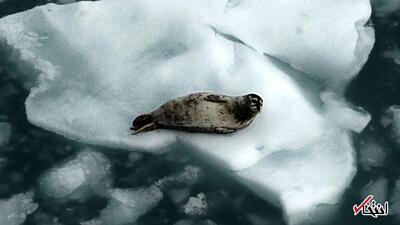 قطب شمال داغ‌ترین سال ثبت‌شده‌ی تاریخ خود را پشت سر گذاشت